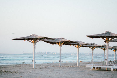 Seagulls on the beach on a beautiful morning 