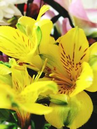 Close-up of yellow day lily blooming outdoors