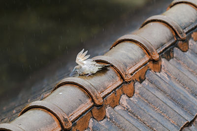 Bird perching on tiled roof during rainy season