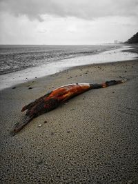 View of driftwood on beach