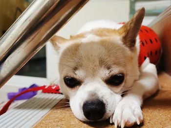 Close-up portrait of a dog resting at home