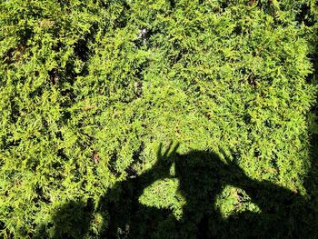 Shadow of trees on grass