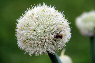 Close-up of bee on flower