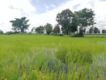 Scenic view of agricultural field against sky