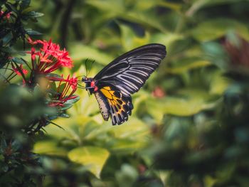 Close-up of butterfly pollinating on flower