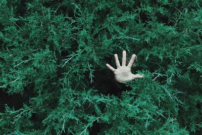High angle view of hand coming out from bushes