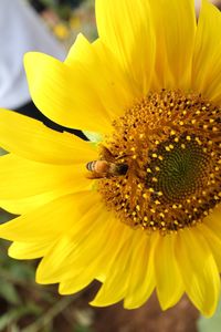 Close-up of bee on sunflower