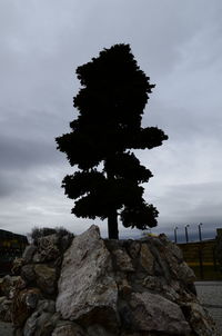 Low angle view of trees against cloudy sky