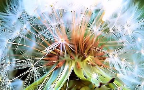 Full frame shot of white flowers