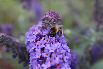 Close-up of bee on purple flower