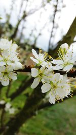 Close-up of white apple blossoms in spring