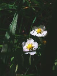 Close-up of white daisy blooming outdoors