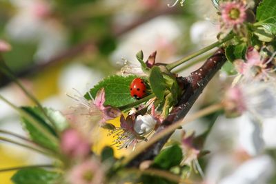 Close-up of ladybug on flower