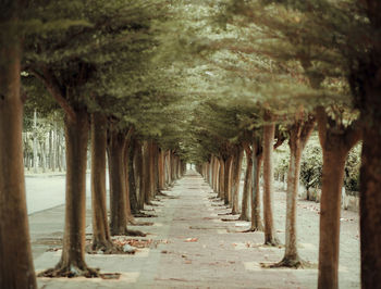 Narrow walkway along trees