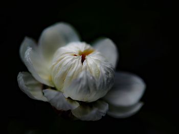 Close-up of white flower against black background