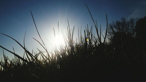 Close-up of silhouette plants on field against sky at sunset