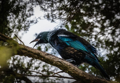 Low angle view of bird perching on tree