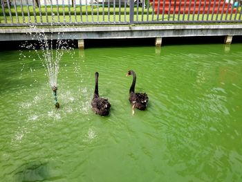 High angle view of ducks swimming in lake