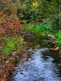 Plants growing by stream in forest during autumn