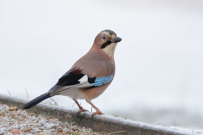 An eurasian jay in the snow