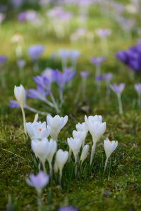 Close-up of white crocus flowers on field