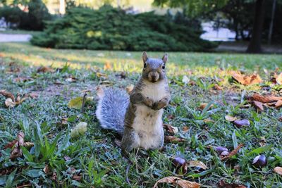 Portrait of cat sitting on field