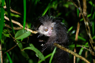 Portrait of a monkey on tree