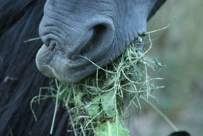 Close-up of animal