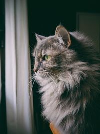 Close-up of a cat looking away