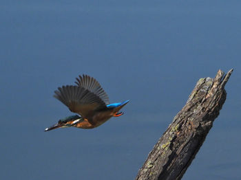 Bird flying in the sky