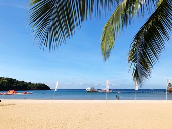Palm trees on beach against sky
