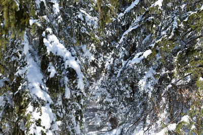 Snow covered trees and rocks