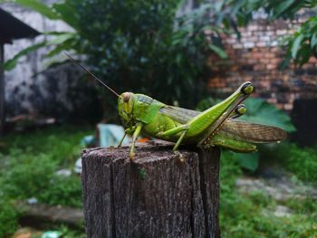 Close-up of grasshopper on wooden post