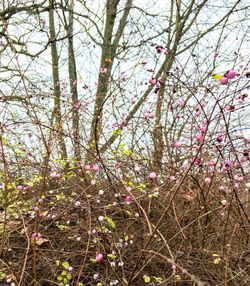 Low angle view of blooming tree