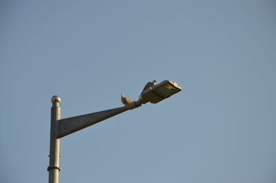 Low angle view of bird perching on pole against clear sky