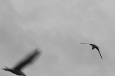 Low angle view of bird flying in sky