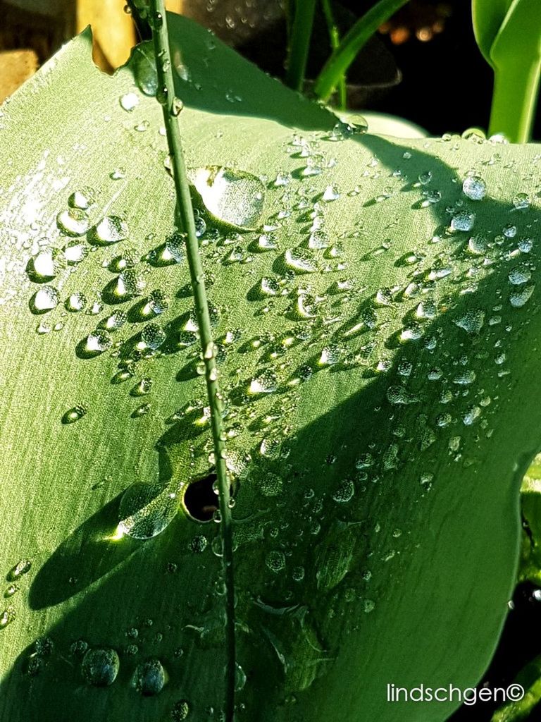 drop, water, nature, wet, green color, leaf, beauty in nature, growth, no people, plant, fragility, dew, close-up, freshness, purity, raindrop, outdoors, day