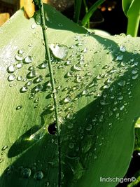 drop