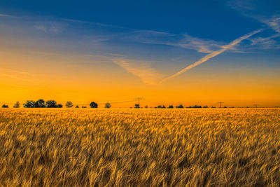 Scenic view of agricultural field against sky during sunset