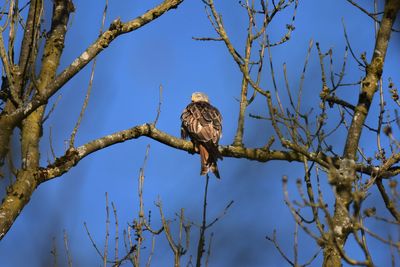 Low angle view of red kite perching on branch