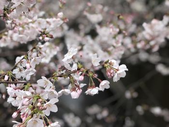Close-up of cherry blossom