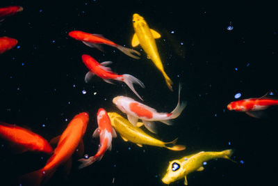 Fish swimming in water