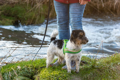 Low section of person with dog standing in water