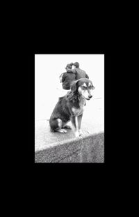 Dog looking away while sitting on window