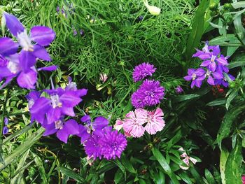 Close-up of purple flowers blooming outdoors