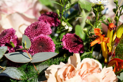 Close-up of pink flowering plants