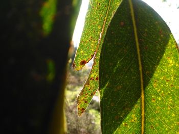 Close-up of insect on leaf