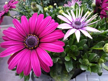 Close-up of pink flowers