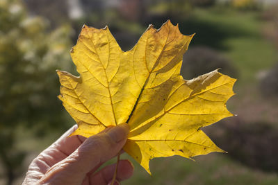 Close-up of hand holding maple leaf