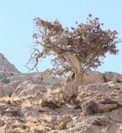 View of tree on rock against sky